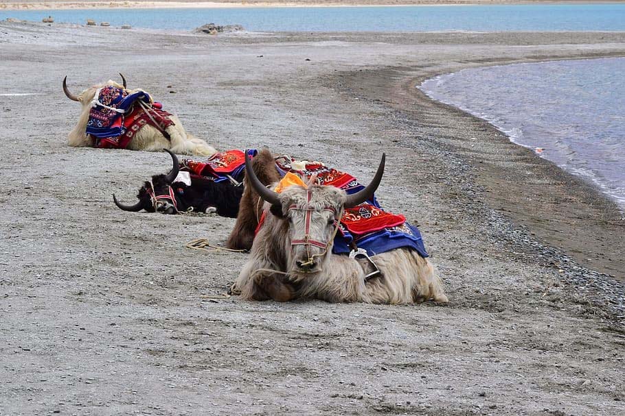 Ladakh Yak